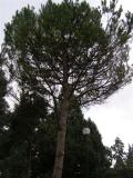 Pinus pinea, Jardin Botanique de Lyon, 2007