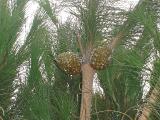 Pinus pinea, Le Grande Motte, 2007  