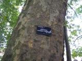 Platanus acerifolia, Jardin Botanique de Lyon, 2007