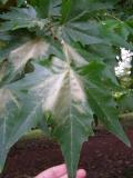 Platanus occidentalis, Jardin Botanique de Lyon, 2007 