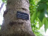 Platanus occidentalis, Jardin Botanique de Lyon, 2007