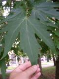 Platanus orientalis, Jardin Botanique de Lyon, 2007