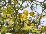 Poncirus trifoliata, Schaffhausen, 2007