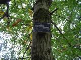 Quercus libani, Jardin Botanique de Lyon, 2007