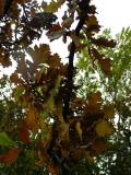 Quercus macrocarpa, Jardin Botanique de Lyon, 2007