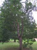 Quercus x turneri - Pseudoturneri, Jardin Botanique de Lyon, 2007 