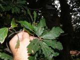 Quercus x turneri - Pseudoturneri, Jardin Botanique de Lyon, 2007