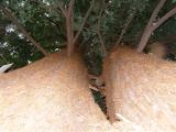 Sequoia sempervirens, Jardin Botanique de Lyon, 2007   