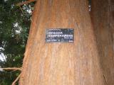 Sequoia sempervirens, Jardin Botanique de Lyon, 2007