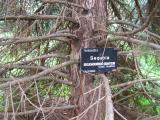 Sequoiadendron giganteum, Jardin Botanique de Lyon, 2007