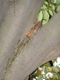 Zelkova serata, Jardin Botanique de Lyon, 2007 