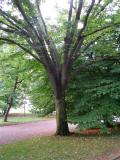 Zelkova serata, Jardin Botanique de Lyon, 2007