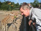 u žiraf zeber a afrických krav