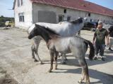 Pobyt Bardejov - Slovensko  2011