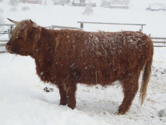2019 Zimní speciální olympiáda - Malá Úpa (5. – 11.1.)