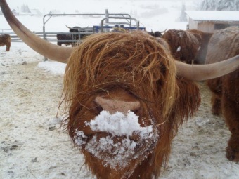 2019 Zimní speciální olympiáda - Malá Úpa (5. – 11.1.)