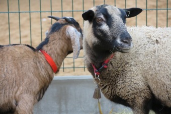 2016 - Příprava akce - Jarmark - dětské dílny - koncert (8.12.)