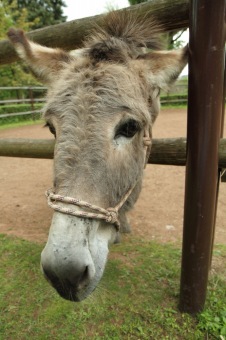 Zámecká slavnost a dětský den  - 30.5. 2015