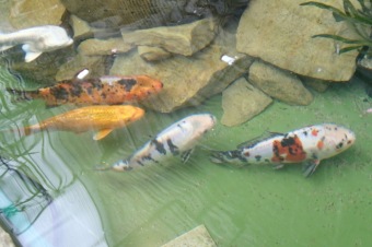 Zámecká slavnost a dětský den - 30.5. 2015