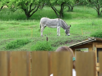 2024 Zámecké odpoledne s programem pro děti (1.6.)
