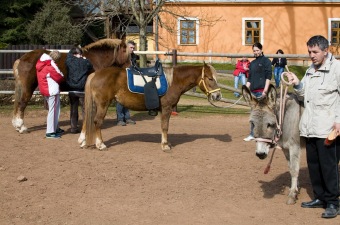 Vybavení pro hipoterapii - z veřejné sbírky společnosti Konzum 2014