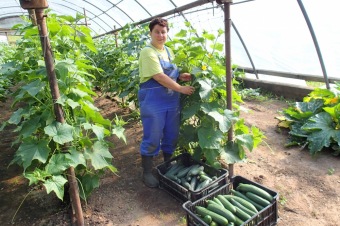 Zahradnictví - aktivizační centrum  (červenec 2015)