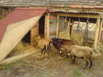 Zmr vybudovn pste - chlvku pro chov zvat