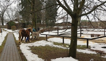 2017 Chov domácích zvířat - zooterapie