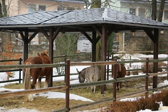 2017 Chov domácích zvířat - zooterapie