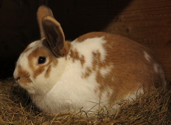 2017 Chov domácích zvířat - zooterapie