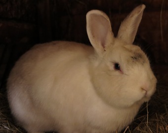 2017 Chov domácích zvířat - zooterapie