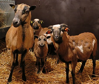 2017 Chov domácích zvířat - zooterapie