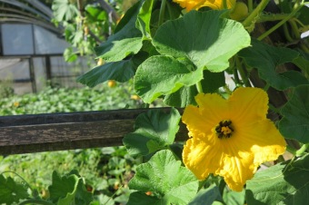 2018 Zahradnictví - moštování ovoce (7.8.)