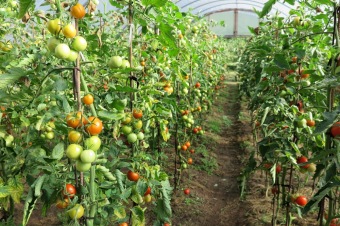 2018 Zahradnictví - moštování ovoce (7.8.)