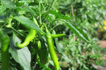 2018 Zahradnictví - moštování ovoce (7.8.)