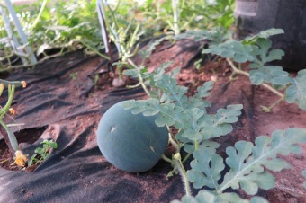 2018 Zahradnictví - moštování ovoce (7.8.)