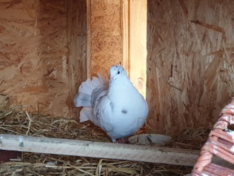 2021 Chov domácích zvířat a zooterapie