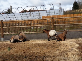 2021 Chov domácích zvířat a zooterapie