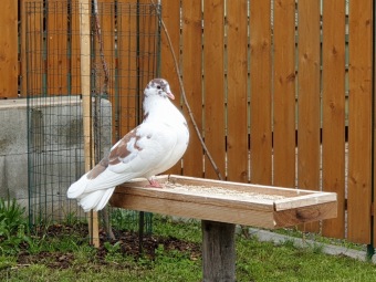 2021 Chov domácích zvířat a zooterapie