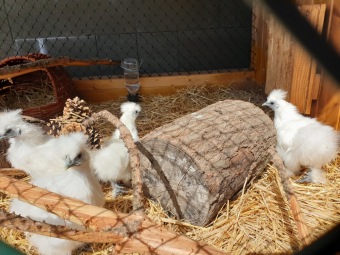 2021 Chov domácích zvířat a zooterapie