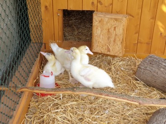 2021 Český dvorek otevřen i pro veřejnost