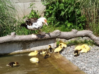 2021 Chov domácích zvířat a zooterapie