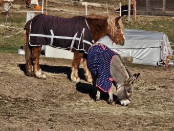 2024 Zooterapie v zimě (teploty až -12) - leden