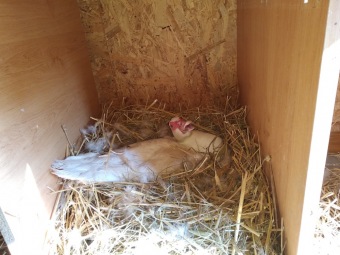 2021 Chov domácích zvířat a zooterapie