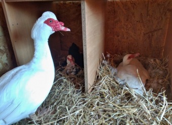 2021 Chov domácích zvířat a zooterapie