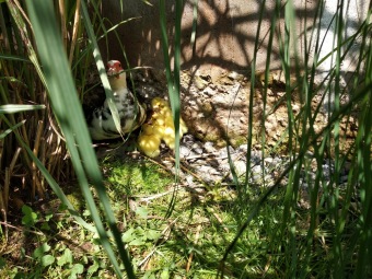 2021 Chov domácích zvířat a zooterapie