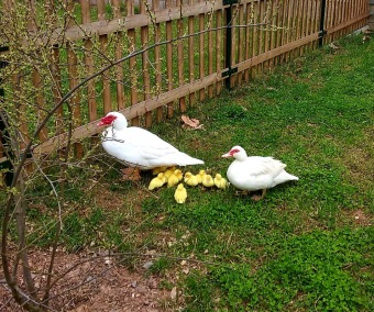 2021 Chov domácích zvířat a zooterapie