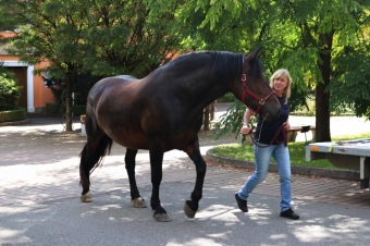 2025 Rebeka - naše nová klisnička si zvyká na nový domov (8.9.)