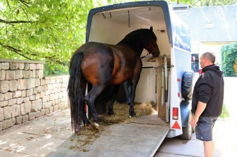 2025 Rebeka - naše nová klisnička si zvyká na nový domov (8.9.)