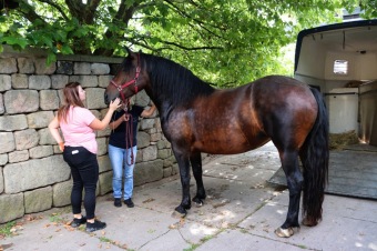 2025 Rebeka - naše nová klisnička si zvyká na nový domov (8.9.)